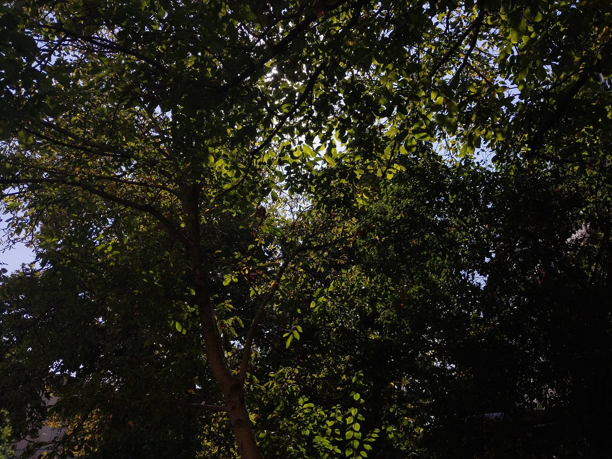 anstvin18's tweet image. just wanna show you my nature pics 🌿