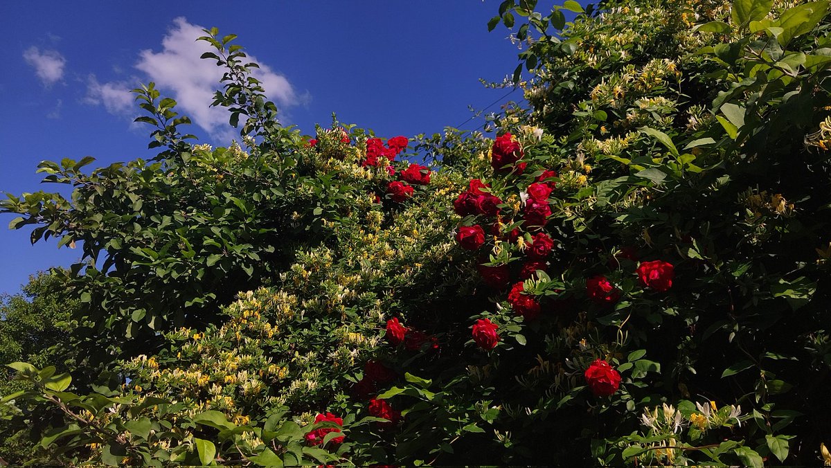 anstvin18's tweet image. just wanna show you my nature pics 🌿