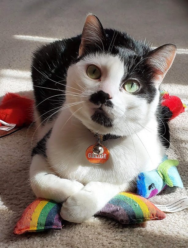 #Caturday #cats #CatsOfTwitter #FeralCats #TNR #FabulousFerals #HappyPride