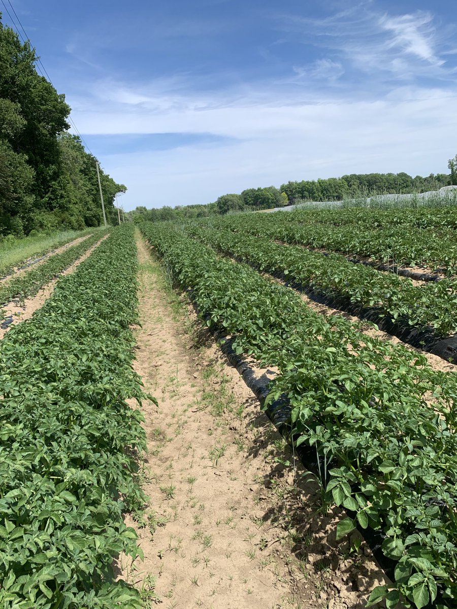 Potato report #2