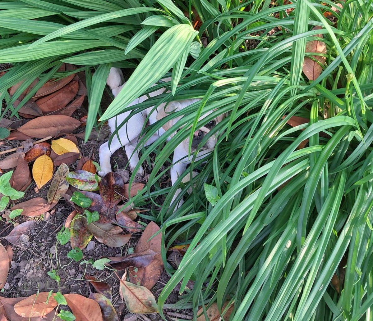 joevansstc's tweet image. Pug gardening, deep undercover! @pug_welfare #nothelpful #loveim 😂