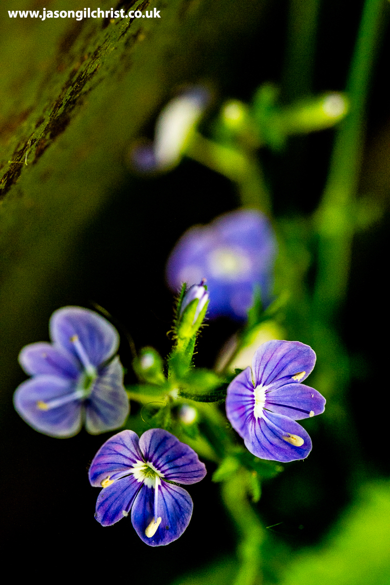jgilchrist13's tweet photo. More wildflowers from #NoMowMay #LetItBloomJune lawn, today.
Germander speedwell, Veronica chamaedrys.
Give wildflowers a chance & there are rewards.
#GermanderSpeedwell #Veronicachamaedrys #Springwatch @BBCSpringwatch #WildflowerHour @wildflower_hour #ThePhotoHour #30DaysWild https://t.co/ZWTsx7fwqh