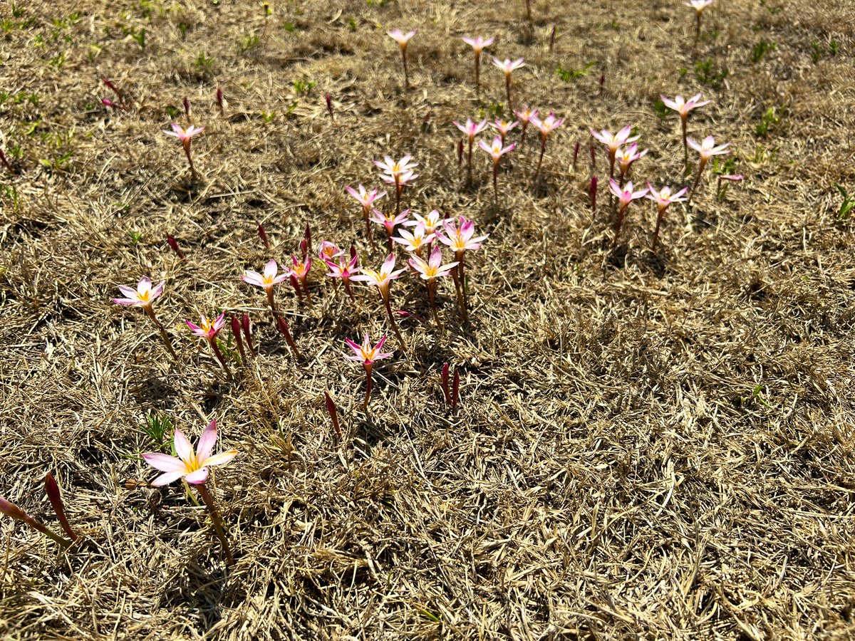 ¡Por fin llegaron las lluvias!
Los Mayitos se volvieron junitos
#Zephyranthes #Amaryllidaceae