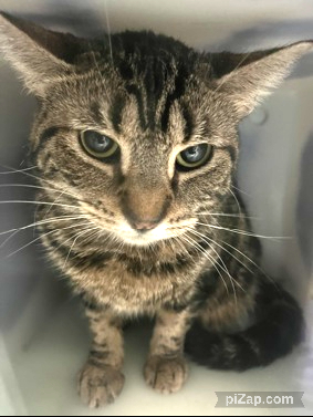 Owner came into BACC with Mitzue his 3-year-old cat. Client stated that he was surrendering due to moving with his children into a no pets allowed home. Mitzue is not thriving at the shelter due to being fearful. Please consider fostering or adopting.
facebook.com/photo?fbid=871…