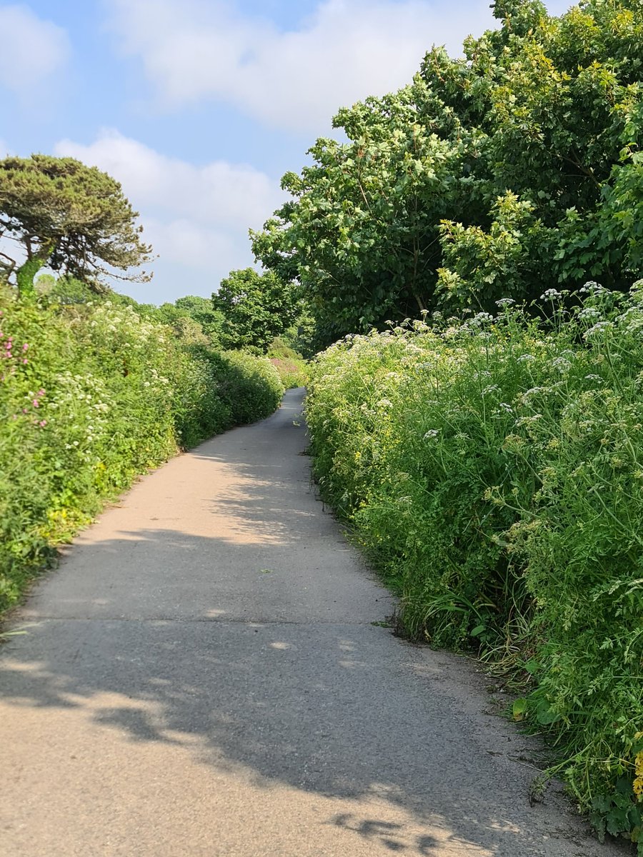 gnome_alice's tweet photo. Pleasant afternoon walk. Temp low teens, light cloud, a little sun. Northish fresh breeze, cooling not chilling.
Down the lane to #Boscean
Across the hedge, rich in pink, to #Kenidjack smothered in green
Over the pottery garden, colour beyond Then down into the valley
#Kernow https://t.co/W5DyhGCha0