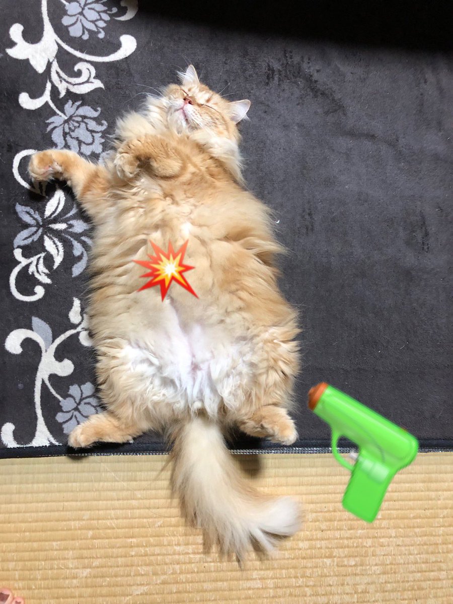Oneok6ck_N's tweet photo. 連続殺猫が起きた…
この子たちおすわりもするしネタ要素ある行動多くて面白すぎ https://t.co/tNqFauNPuS
