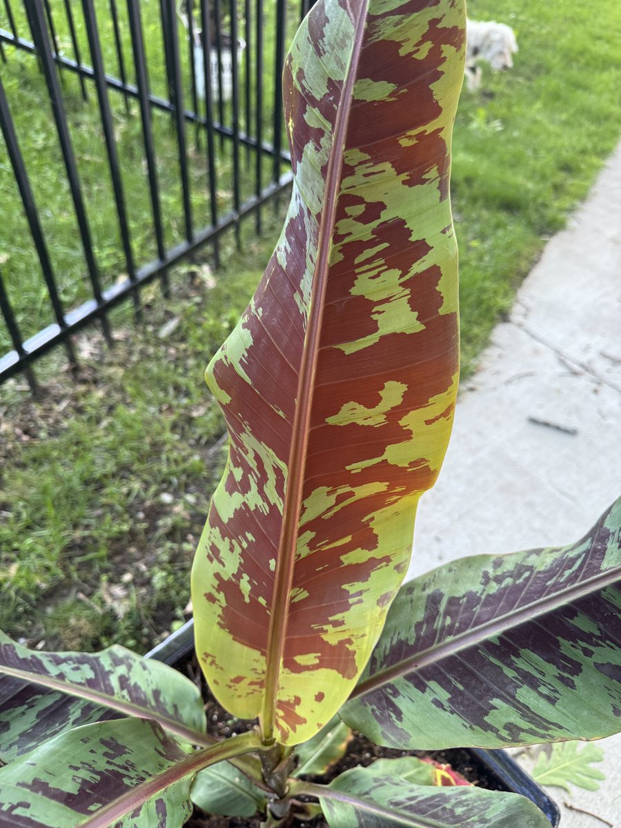 kritch83's tweet photo. Ooooo new leaf on the banana tree!  #houseplants https://t.co/vvpnF4jLJ6