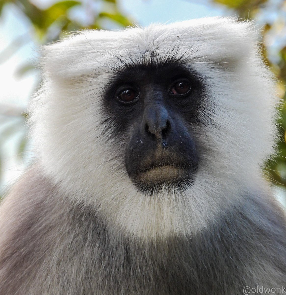 OldWonk's tweet photo. Nepal Gray Langur (Semnopithecus schistaceus)
Pangot, Uttarakhand. October 2023.
#IndiAves #TwitterNatureCommunity #BBCWildlifePOTD #Framed #ThePhotoHour #MissingMountains 🏔️ https://t.co/x9pylXP1io