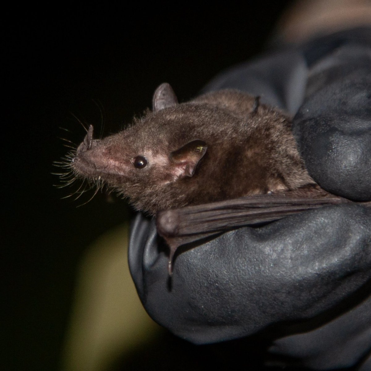 Meet one of the newest additions to my imaginary pokedex. This is an 𝘈𝘯𝘰𝘶𝘳𝘢 𝘨𝘦𝘰𝘧𝘧𝘳𝘰𝘺𝘪 we caught in the Chiriqui province of Panama. #fieldwork #scicomm #panama #bats #science #research