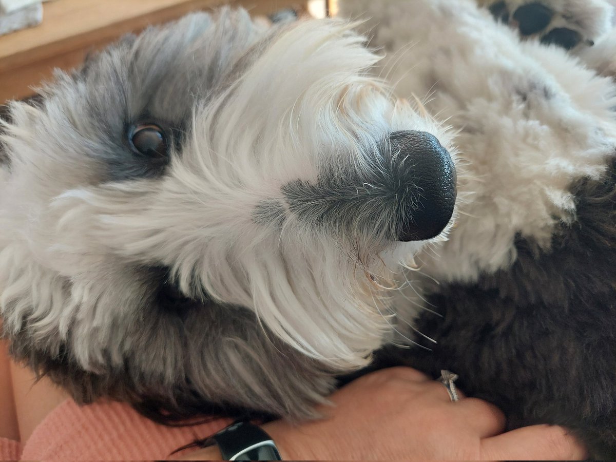 MooseTheCreekDog tweet media