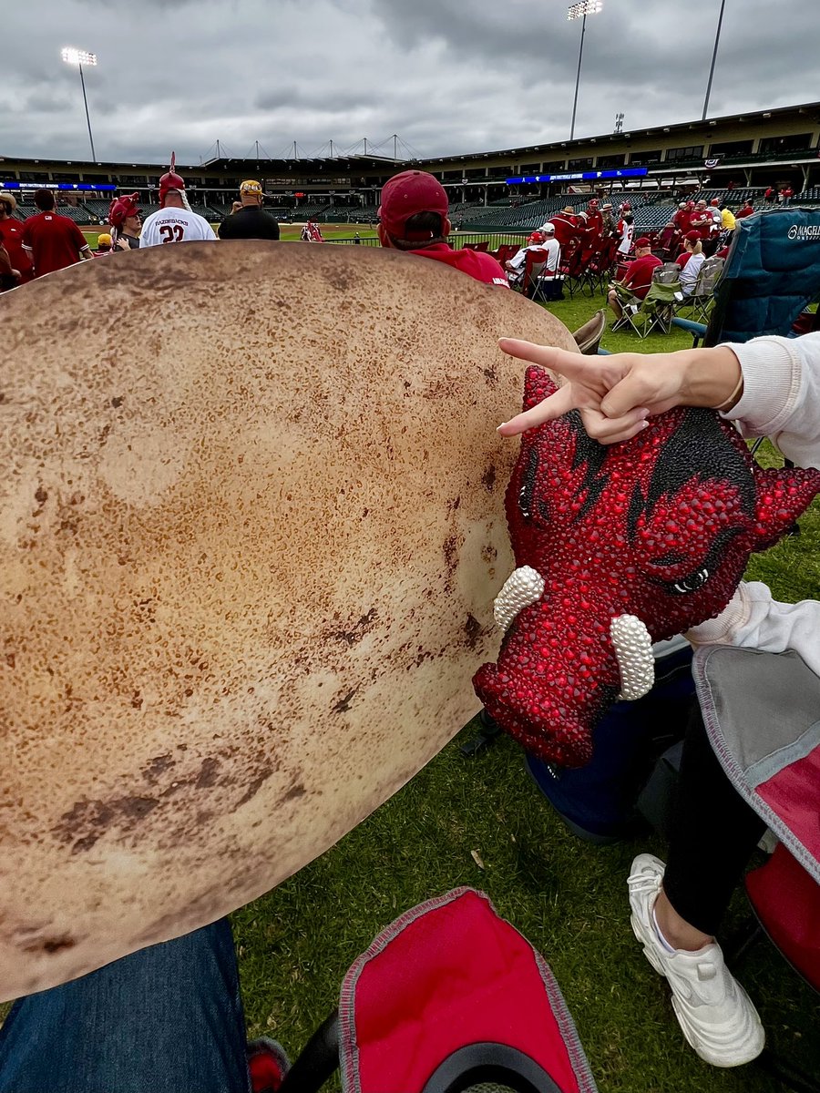 We out here calling the hogs! Come say hey!! #eatyourtaters #tatersgonnatate #hogsvwildcats2024 #fayettevilleregional #game2 #razorbackbaseball #thisisbaseball #omahogs #razorbacknation #wps #gohogs #secnetwork #espn