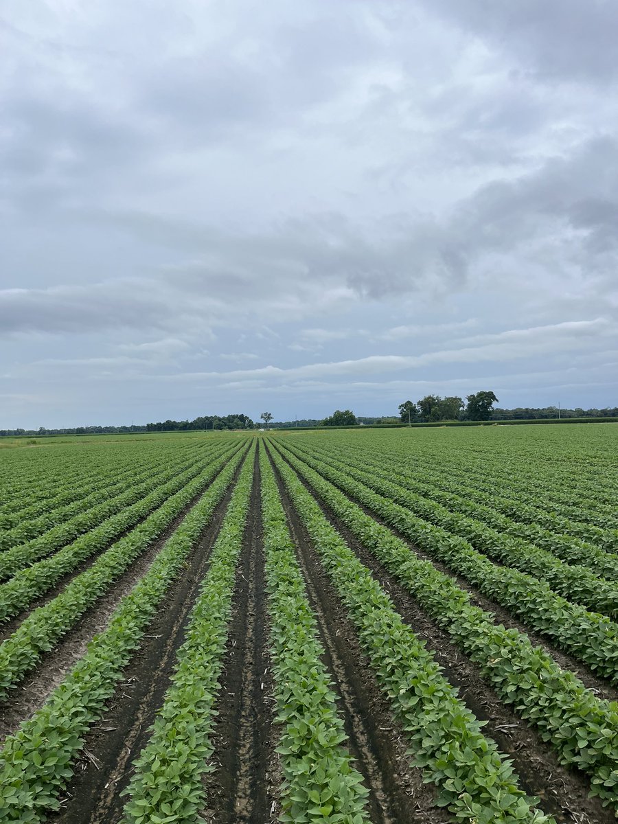 WaterJackFarms's tweet photo. Poverty peas promise may hold up? @Dusty42402999 https://t.co/QKD3OVftZK