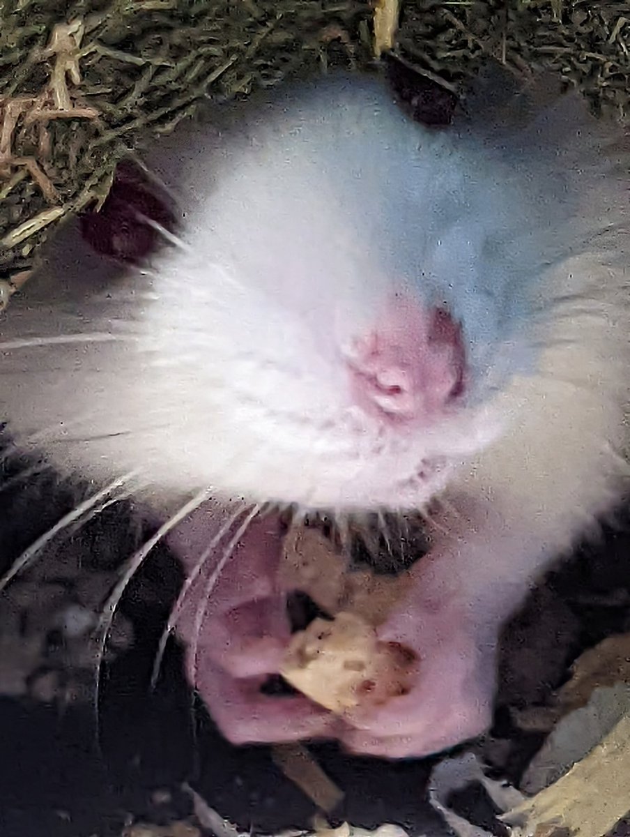 Munch munch munch ❤️❤️🐀🐀