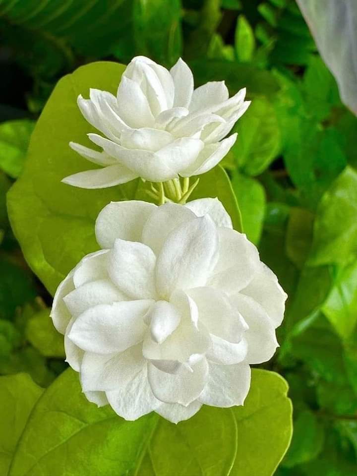 April80528898's tweet photo. Morning ချစ်စွာသောမိတ်ဆွေအပေါင်းတို့😍😍😍😍😍 https://t.co/jnSxx4KBOd