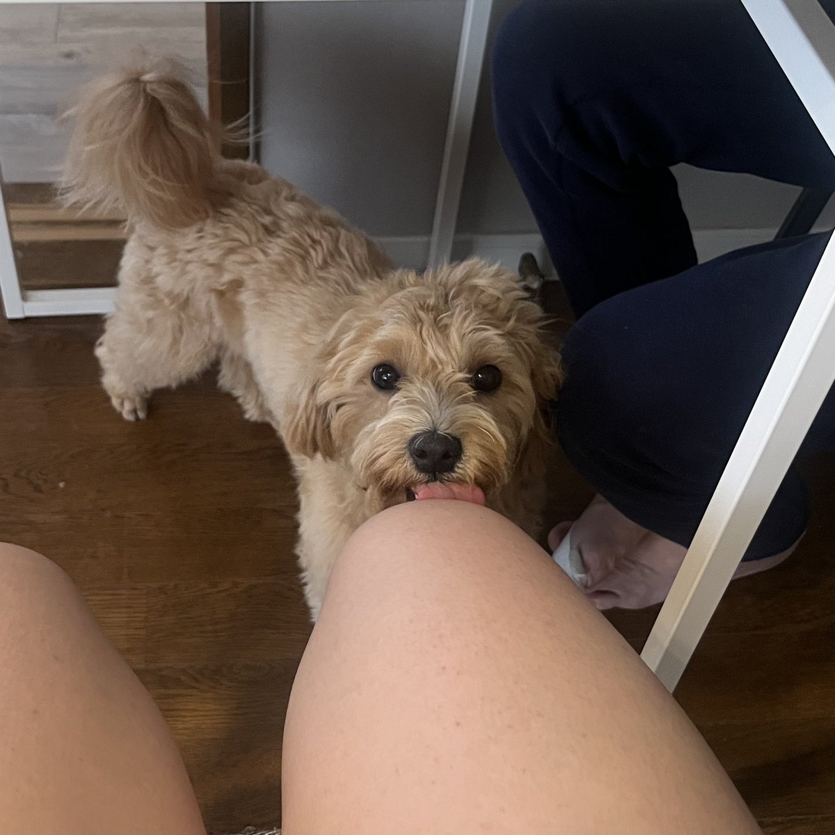 muchmuch_muchi's tweet photo. ご飯時にテーブルの下に現れる妖精🧚‍♂️

#マルプー #犬のいる暮らし 
#犬のいる幸せ #犬のいる生活 https://t.co/VvKWJa4NJf