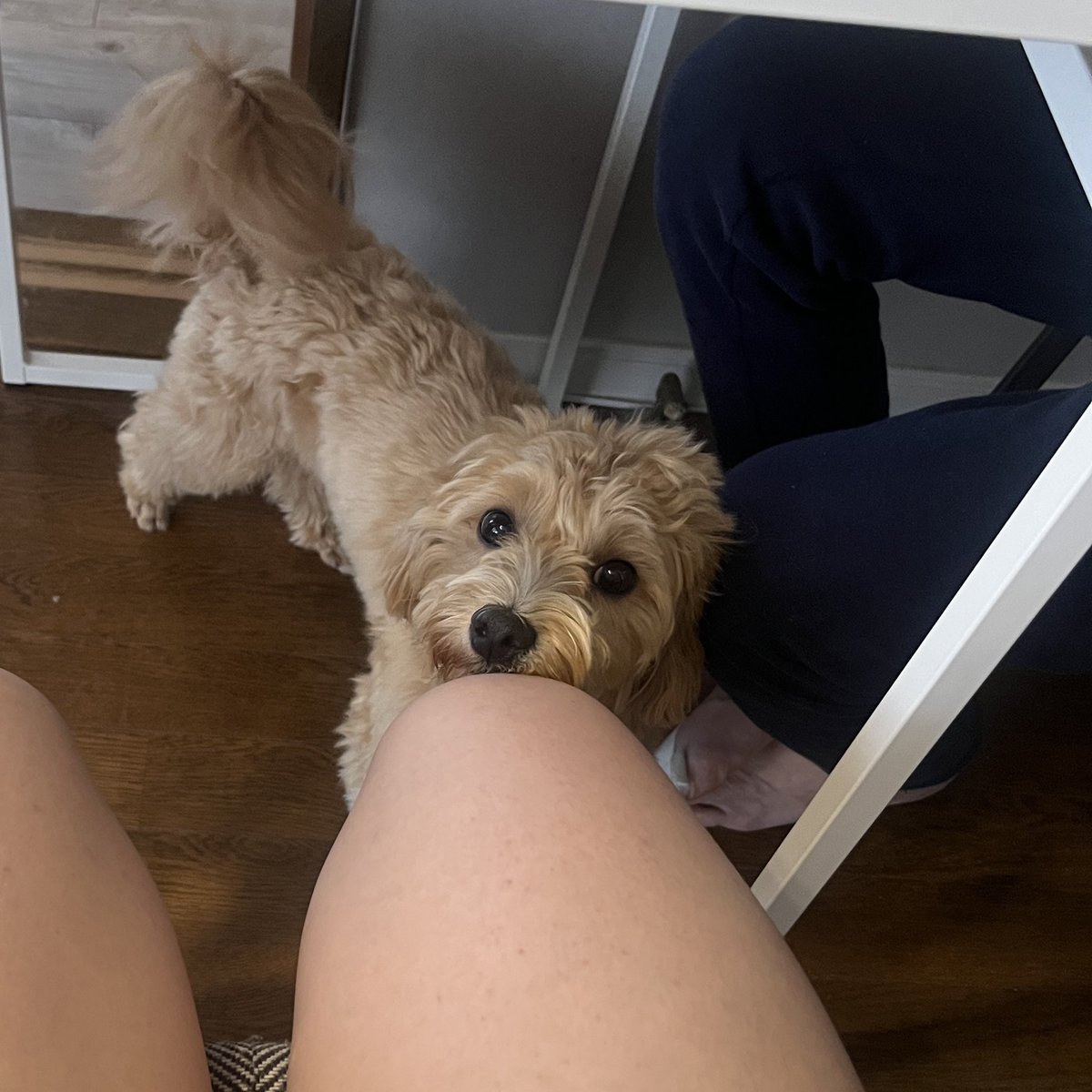 muchmuch_muchi's tweet photo. ご飯時にテーブルの下に現れる妖精🧚‍♂️

#マルプー #犬のいる暮らし 
#犬のいる幸せ #犬のいる生活 https://t.co/VvKWJa4NJf