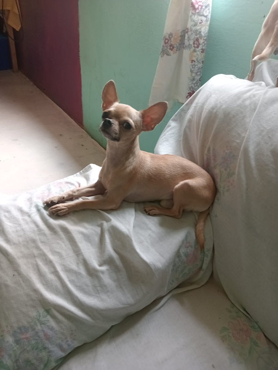 GaruMxGamer's tweet photo. @nnegry Se llama coco y es tremendo 😊 https://t.co/vHYjpZlRMg