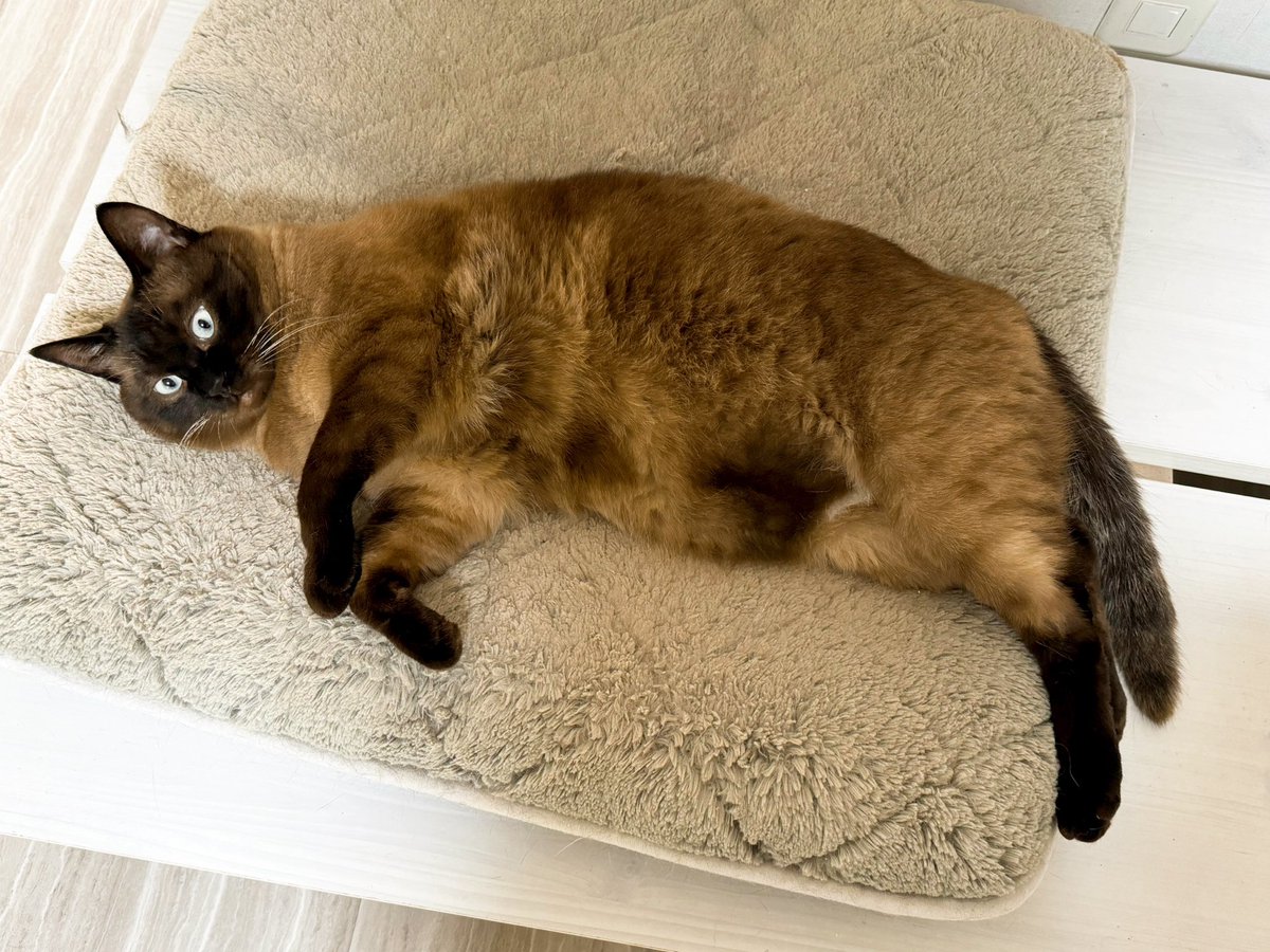 デブまっしぐら。
ムチムチで触り心地最高です😍

FIPだったカケラもないね。
どうかこのまま元気に過ごしてくれますように。

#猫好きさんと繋がりたい #猫画像 #猫かわいい教 #猫多頭飼い #猫をTLに流しちゃおう
#FIP
 #猫伝染性腹膜炎