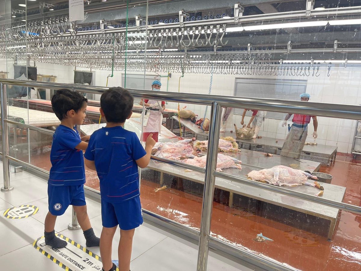 James AgricUltra Macfarlane (@james_ag_) on Twitter photo An abattoir in Kuwait designed to ESCAS standards for imported Australian sheep. Not quite the scenes that the activists believe to be true. <a href="/livestock_the/">The Livestock Collective</a> <a href="/meatlivestock/">Meat & Livestock Australia</a> #keepthesheep #LiveExport An abattoir in Kuwait designed to ESCAS standards for imported Australian sheep. Not quite the scenes that the activists believe to be true. <a href="/livestock_the/">The Livestock Collective</a> <a href="/meatlivestock/">Meat & Livestock Australia</a> #keepthesheep #LiveExport