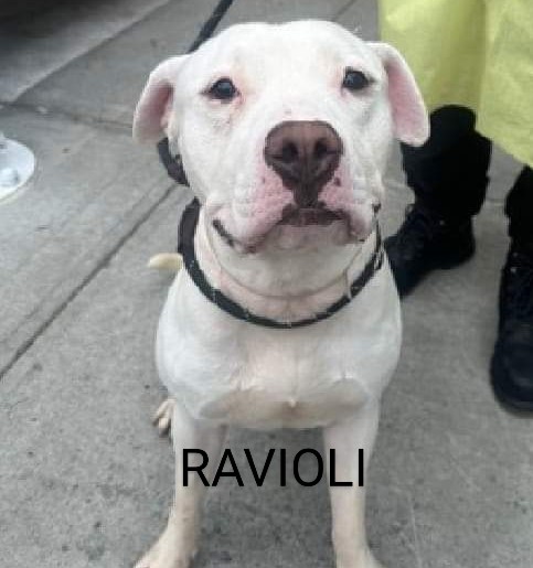 RAVIOLI💙   198272
#NYCACC
RAVIOLI is a handsome, snow white 3 yr old!
Came to shelter as a stray & brought in by police, trembling😔
Fearful & tense but cooperating.
Warmed up to some staff 💞
Likes treats🥓 & going to the play yard 🌳
PLEASE FOSTER/RESCUE #PLEDGE 🆘🙏🙏💉💉😔🆘