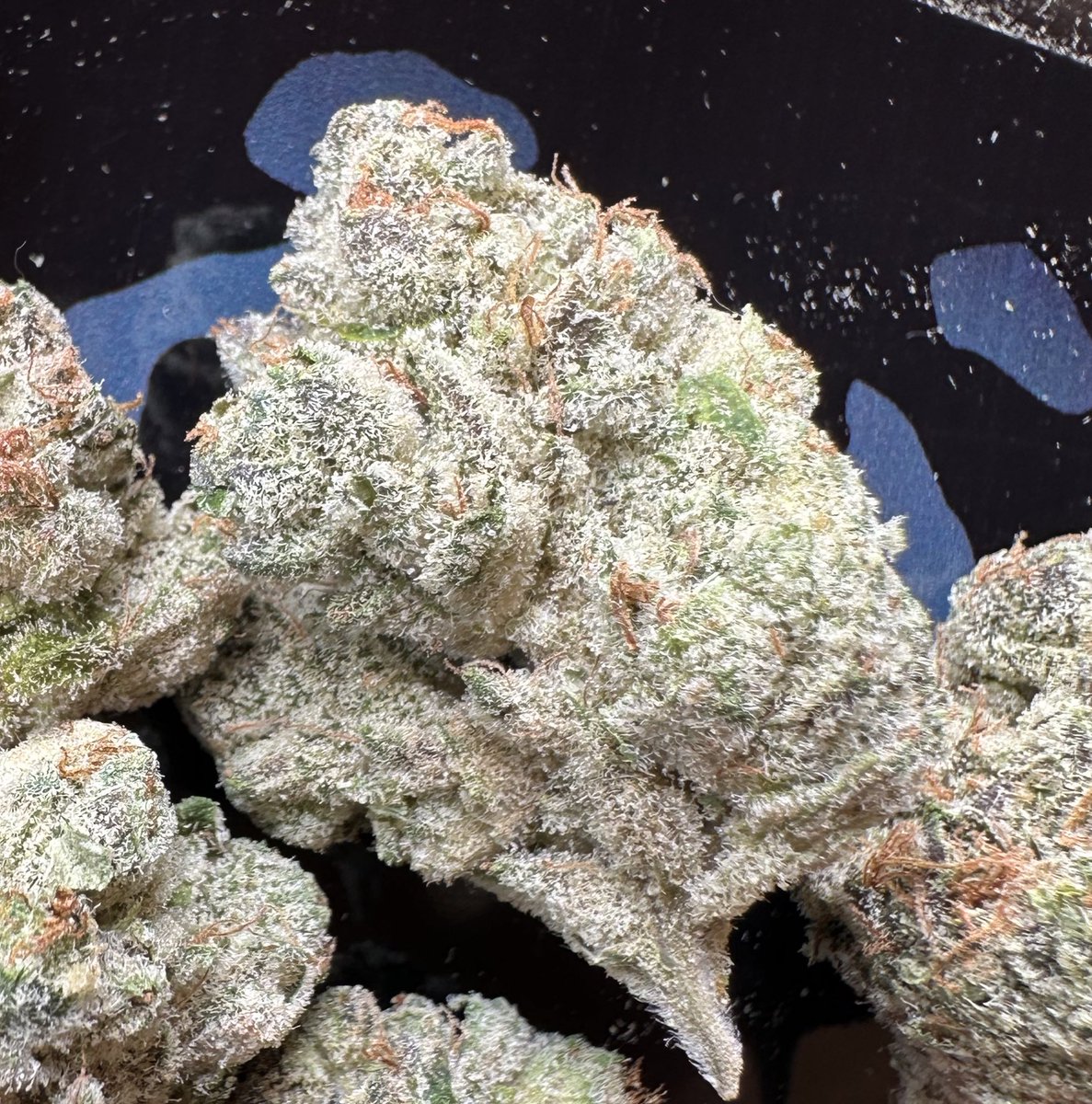 Here’s one more shot of this frosty lady =East Coast Sour Diesel x Gello Shotz #seedjunkygenetics
