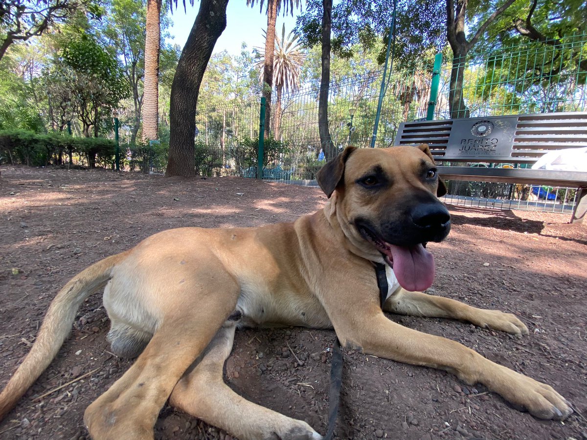 AlexCastroFlo's tweet photo. Tuiter haz tu magia. Este perrito fue abandonado en el Parque Las Américas de Narvarte y necesita una familia que le de mucho amor. 
Tiene aprox 4 años y se ve que tenía casa (es educado, uñas cortadas, etc). Es muy cariñoso, no tiene tanta energía, prefiere dormir, caminar lento https://t.co/0ywsrnLs4s