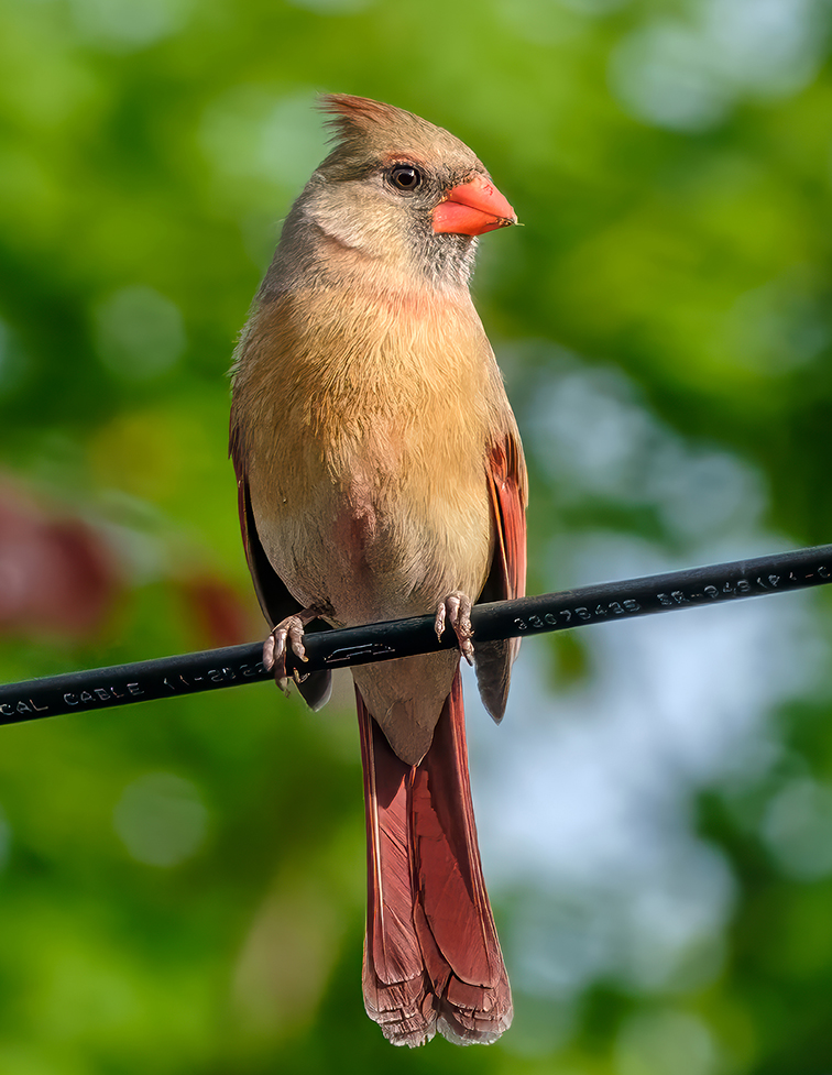lovefiOfficial's tweet photo. Mrs.Cardinal Bird Photograph by Stephen Geisel, Love-fi https://t.co/cdOc76tNPO #NaturePhotography #NatureLovers #WildlifePhotography #LandscapePhotography #NatureShot #OurPlanetDaily #NaturePics #NatureBrilliance #EarthFocus #NatureGram #IGNature #NatureAddict #BestNature #NaturePhoto #PlanetEarth #InstaNature #NatureLover #NatureOnly #NatureBeauty #EarthOfficial #canada