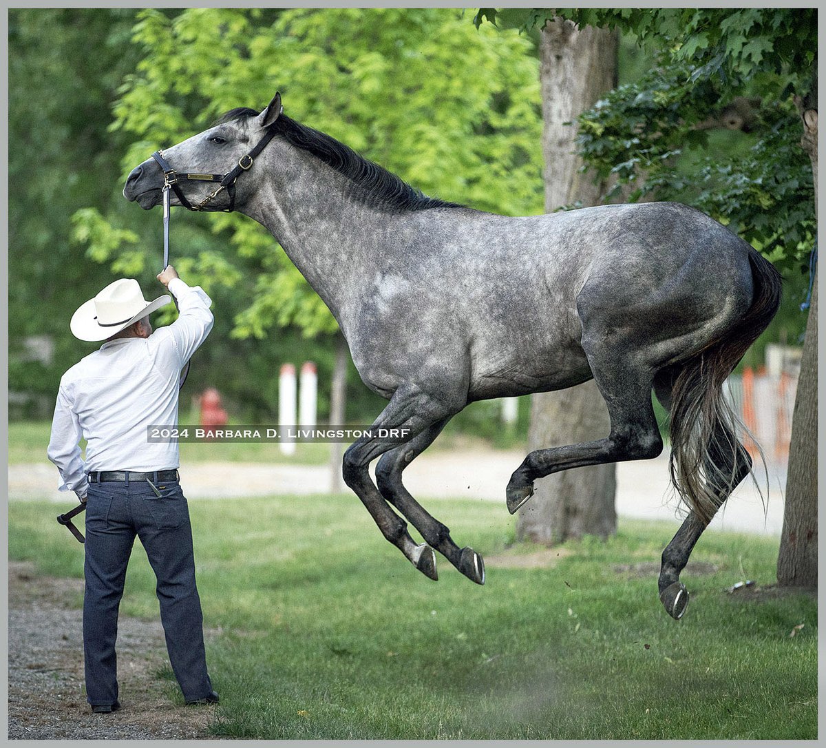 DRFLivingston's tweet image. Preakness winner SEIZE THE GREY, vanned here from Churchill Downs today, seems happy to be in Saratoga! ⭐️ 

Trained by Wayne Lukas, the feel-good son of Arrogate is scheduled to run in the June 8th Belmont Stakes.