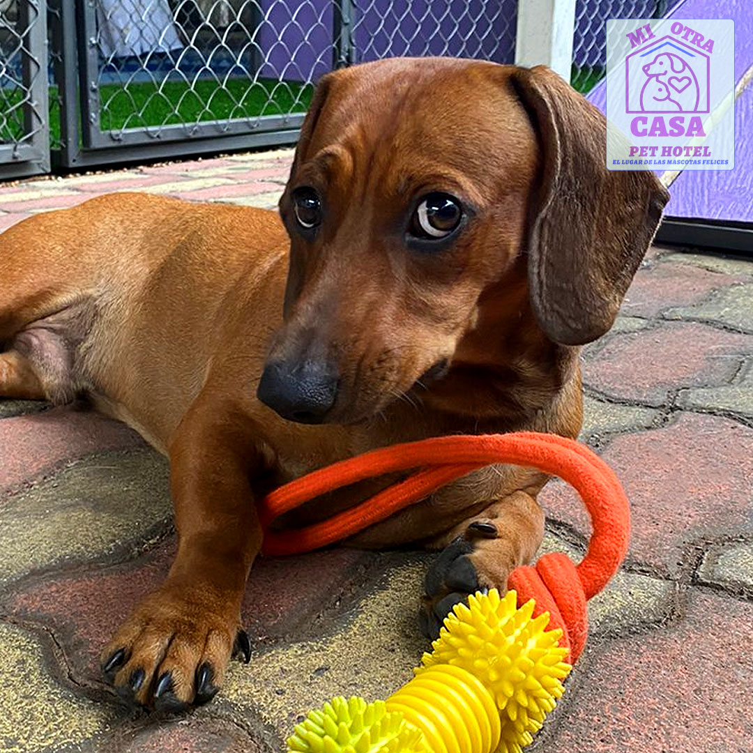 miotracasagye's tweet photo. Feliz día a nuestro hermoso y tierno huesped de raza TECKEL llamado TITAN gracias por confiar en Mi Otra Casa Pet Hotel 🏕🏕🏕 #felizdiadelniño #pethotel #hotelcanino #guarderiacanina #teckel #teckellovers #Ecuador #Urdesa #Guayaquil #dogs #Miotracasaecuador #MiOtraCasaPetHotel https://t.co/BfdBURoM5W