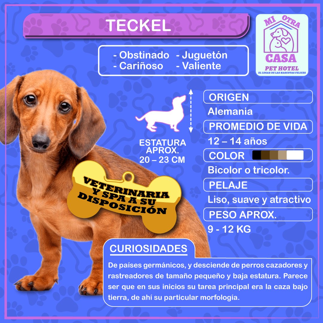 miotracasagye's tweet photo. Feliz día a nuestro hermoso y tierno huesped de raza TECKEL llamado TITAN gracias por confiar en Mi Otra Casa Pet Hotel 🏕🏕🏕 #felizdiadelniño #pethotel #hotelcanino #guarderiacanina #teckel #teckellovers #Ecuador #Urdesa #Guayaquil #dogs #Miotracasaecuador #MiOtraCasaPetHotel https://t.co/BfdBURoM5W