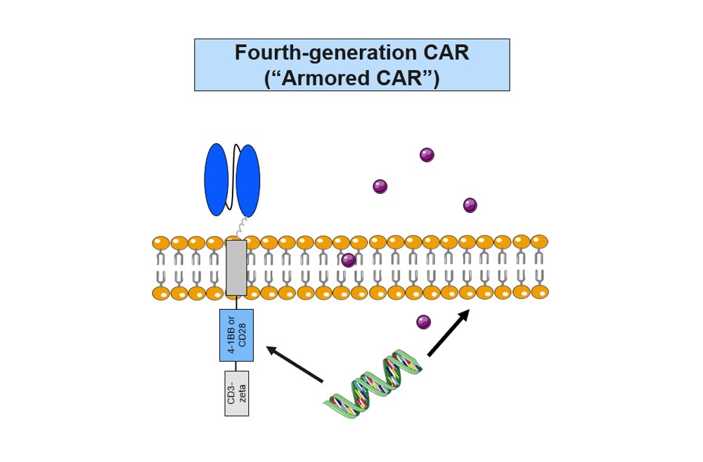 We're familiar w/engineered T cells, known as CAR Now there's Armored CAR! eurekalert.org/news-releases/… “We’ve likened this CAR T to an armored truck or tank because the release of IL 18 further protects the CAR T cells and promotes their ability to attack the cancer