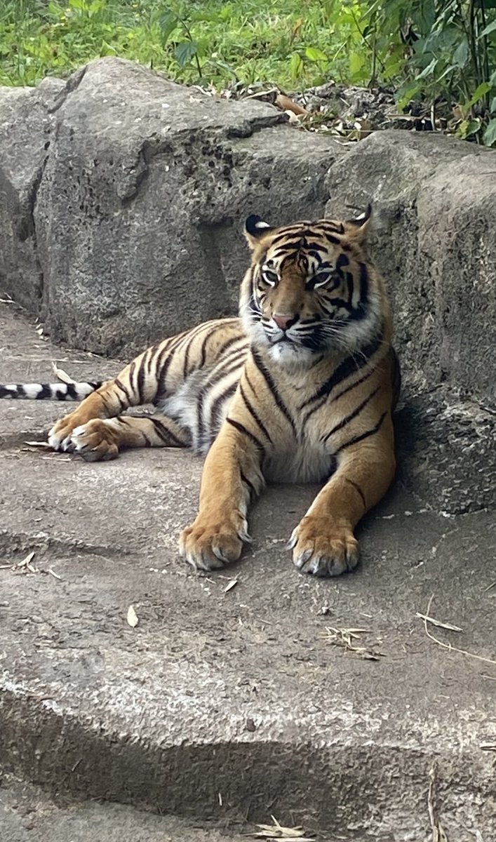 SteAC7's tweet image. Had a great afternoon with the family @chesterzoo in @ShitChester