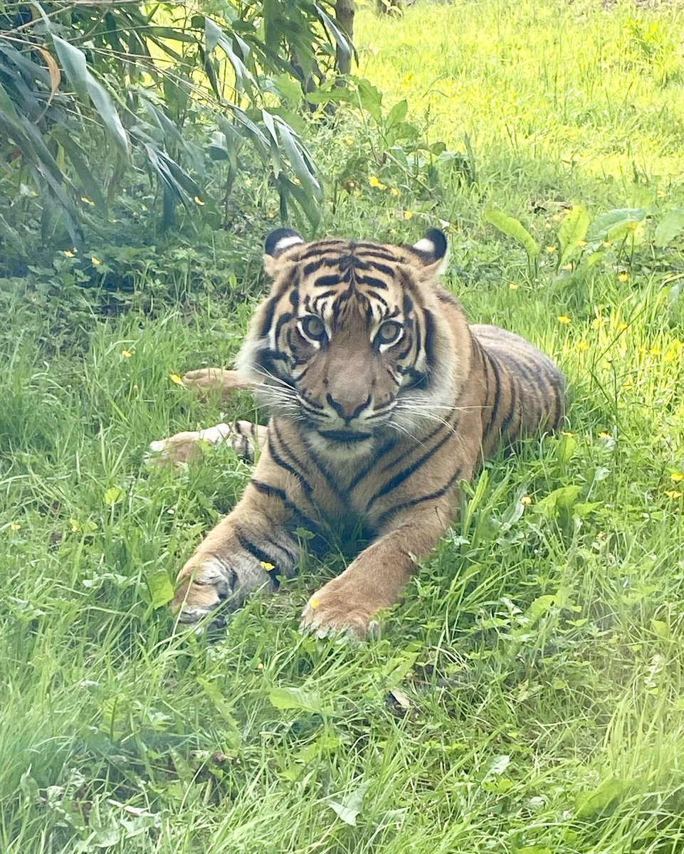 SteAC7's tweet image. Had a great afternoon with the family @chesterzoo in @ShitChester
