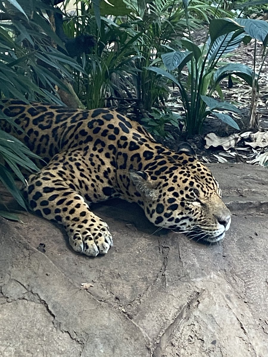 SteAC7's tweet image. Had a great afternoon with the family @chesterzoo in @ShitChester