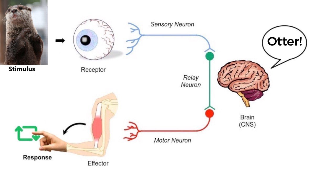 Steve☕️ tweet media