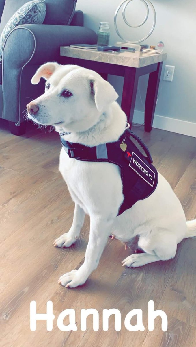 NamiKim_DogsSK's tweet image. From Dan Nardo 
"A year ago this week, I lost my beloved service dog, Hannah, to veterinary negligence. After being rescued from the meat trade in Korea, Hannah became my family and ferocious protector for just 5 short years..."

Full post ➡️facebook.com/share/p/9nx1wn…

Our #Rescues