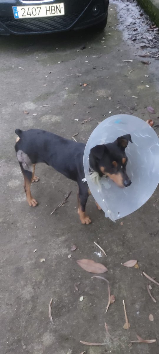 SilviaMylo's tweet photo. Son dos hermanitos cruce de bodeguero con pincher, tienen 7 años y estaban en una finca de Badajoz que cerraban, los iban a llevar a la perrera  😢
Una chica de Vizcaya los adoptó, le dio mucha pena, pero sus perros mucho más grandes les han atacado, el que se parece más a un pincher ha sido herido 😢
La situación es insostenible, tiene niños pequeños 😢💔🙏
Por favor ayuda, pueden ir por separado en este caso 🙏
Vizcaya
688 68 21 38