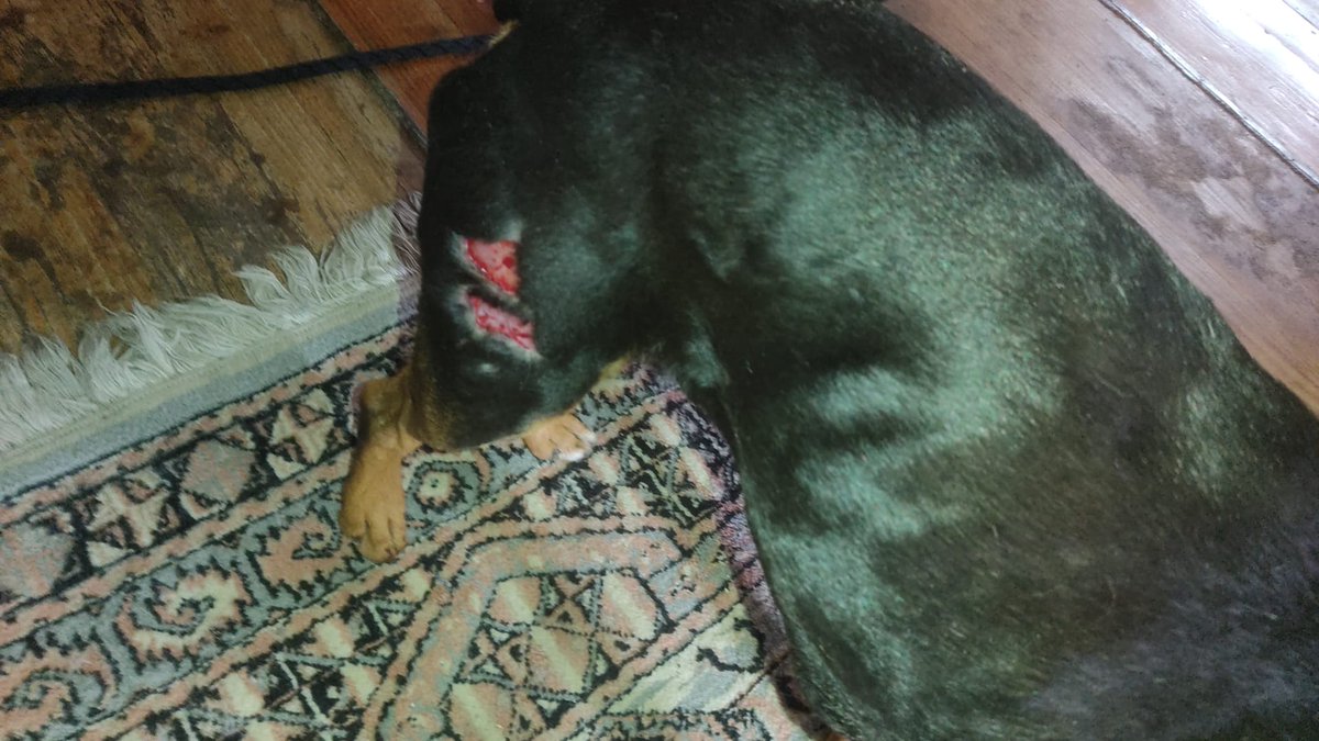 SilviaMylo's tweet photo. Son dos hermanitos cruce de bodeguero con pincher, tienen 7 años y estaban en una finca de Badajoz que cerraban, los iban a llevar a la perrera  😢
Una chica de Vizcaya los adoptó, le dio mucha pena, pero sus perros mucho más grandes les han atacado, el que se parece más a un pincher ha sido herido 😢
La situación es insostenible, tiene niños pequeños 😢💔🙏
Por favor ayuda, pueden ir por separado en este caso 🙏
Vizcaya
688 68 21 38
