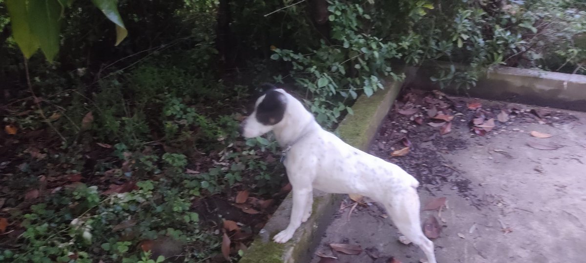 SilviaMylo's tweet photo. Son dos hermanitos cruce de bodeguero con pincher, tienen 7 años y estaban en una finca de Badajoz que cerraban, los iban a llevar a la perrera  😢
Una chica de Vizcaya los adoptó, le dio mucha pena, pero sus perros mucho más grandes les han atacado, el que se parece más a un pincher ha sido herido 😢
La situación es insostenible, tiene niños pequeños 😢💔🙏
Por favor ayuda, pueden ir por separado en este caso 🙏
Vizcaya
688 68 21 38