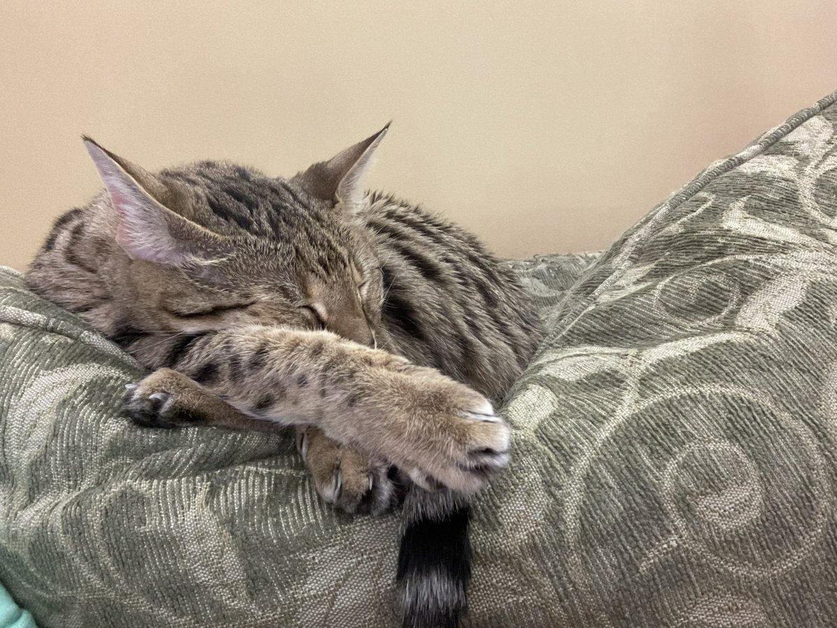 NatsRallyCat's tweet photo. That is some serious #PawWork - while snoozing, no less! ๐ป https://t.co/ze8MruUGy8