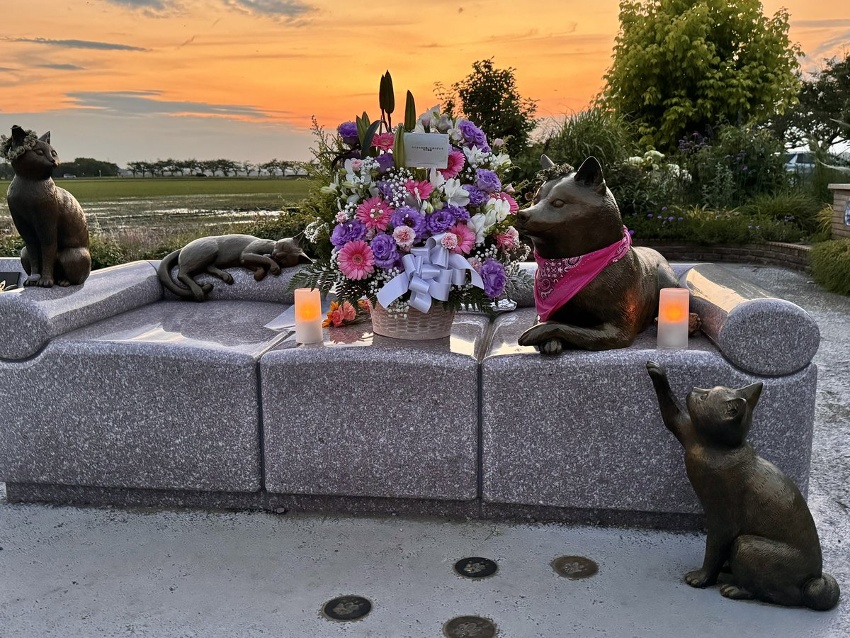 ブログを更新しました。
本日午前１１時に
かぼちゃんは空に昇って
天使になります👼
モテモテ天使になっちゃうだろうなー💓
Please check out the new blog post😊

kabochan.blog.jp/archives/51885…