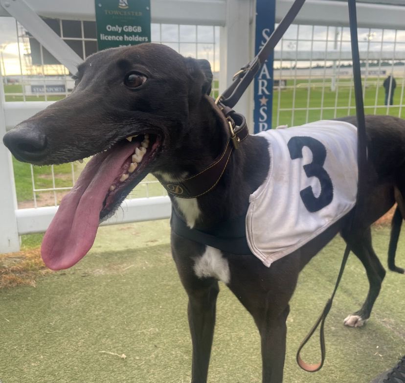 Third Round draw made, plus Saturday round-up: bit.ly/3QQmBiD
The last 48 is this Saturday. 
Crafty Shivoo (pictured) was a spot outside the clock and is now eight from eight round Towcester.

<a href="/RacingPost/">Racing Post</a> <a href="/RPGreyhounds/">@RPGreyhounds</a> <a href="/TowcesterRaces/">Towcester Racecourse</a> <a href="/StarSports_Bet/">Star Sports Bookmakers</a>