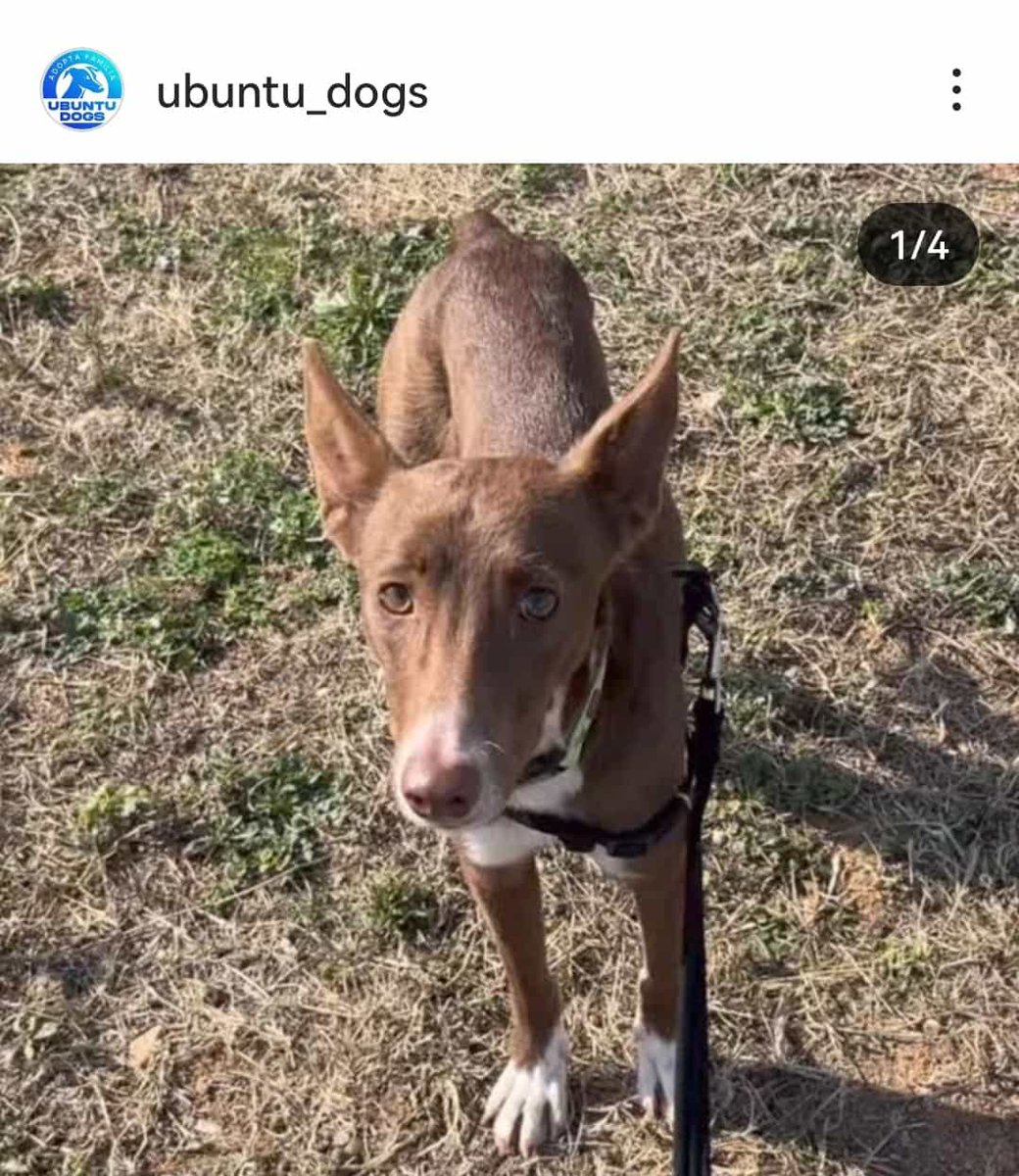 Hola todosss, se llama choco y se ha perdido en Amposta, ayudamos ubuntu_dogs para difundir...