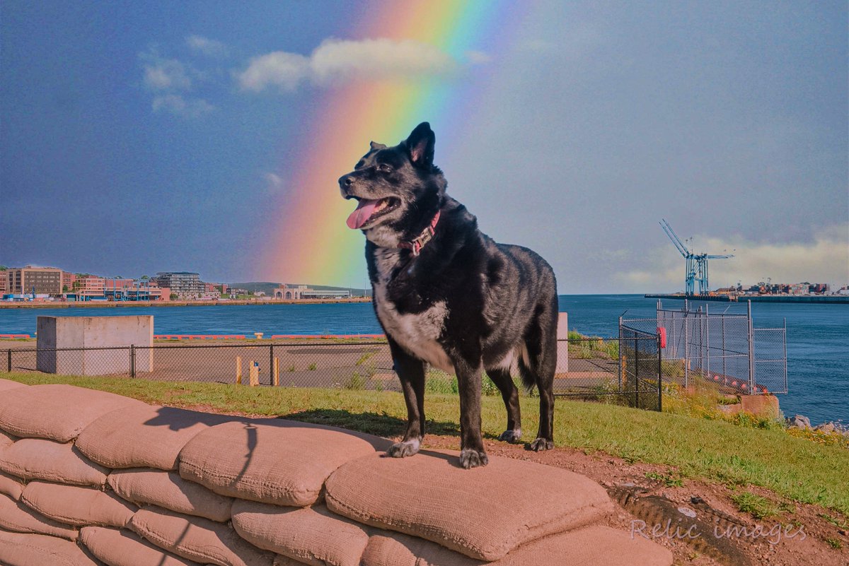 jimmhillis57's tweet image. MyWalking Companion has crossed the Bridge. #devasted