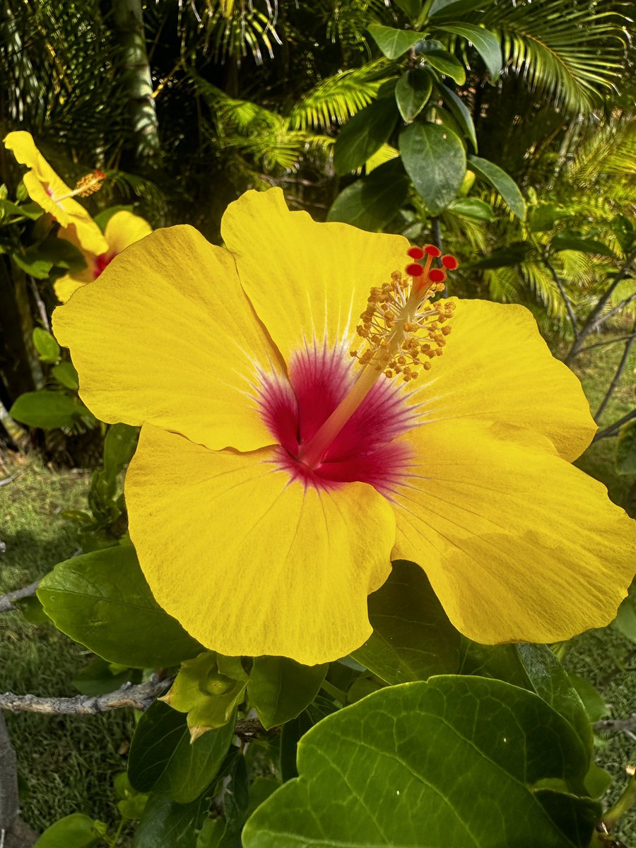 strobie's tweet image. Saturday wander. 💙💛🤙