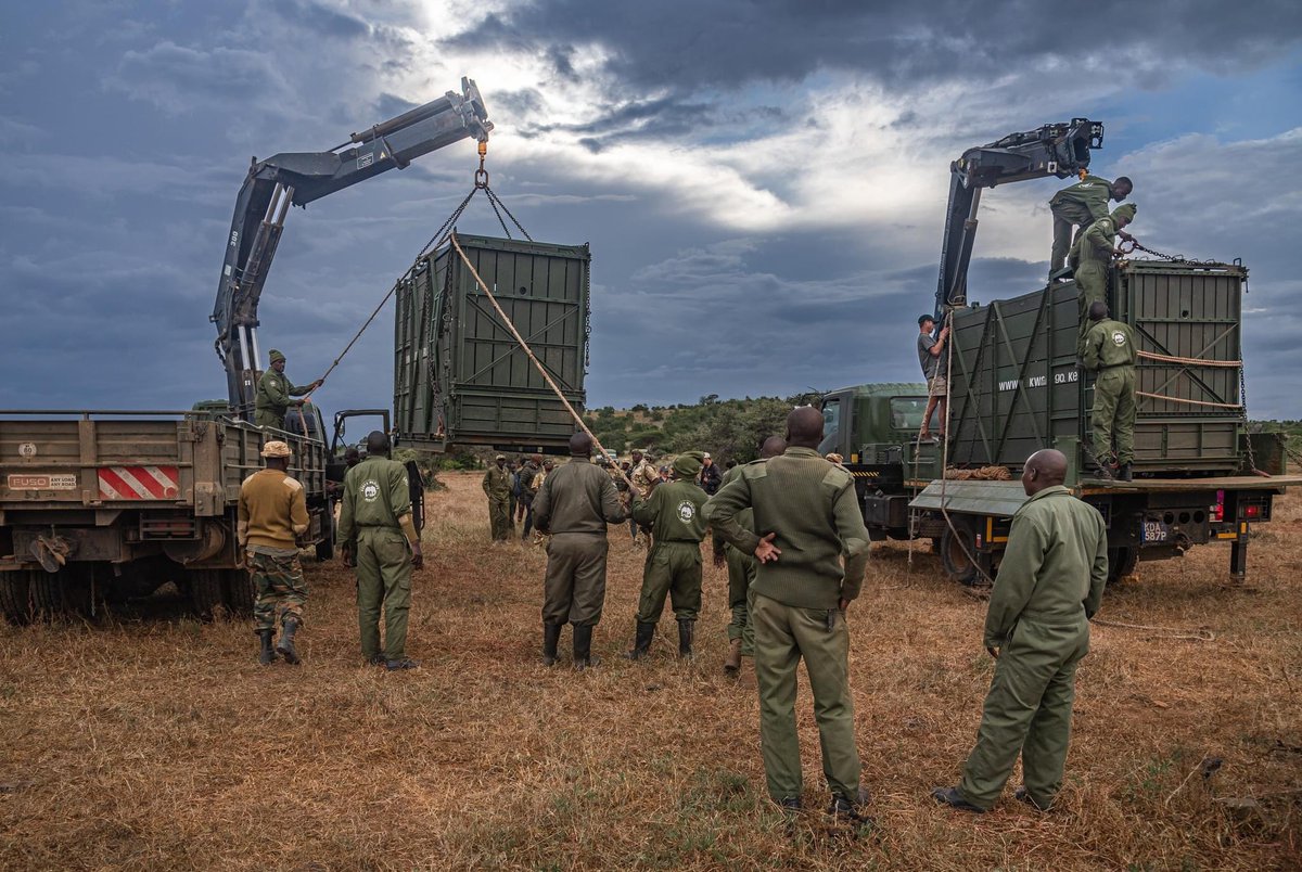 With the success of Ol Pejeta’s rhino population, the conservancy is now translocating rhinos to other reserves to aid in more breeding programs! 🦏 

Recently, 6 black rhinos made the trip to Loisaba, the first time black rhinos have been in that area in over 50 years! A win for