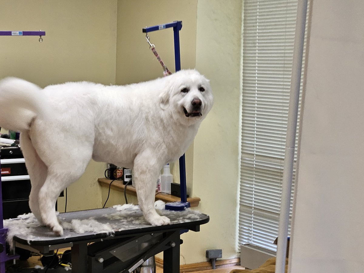 Mishka at the groomers today