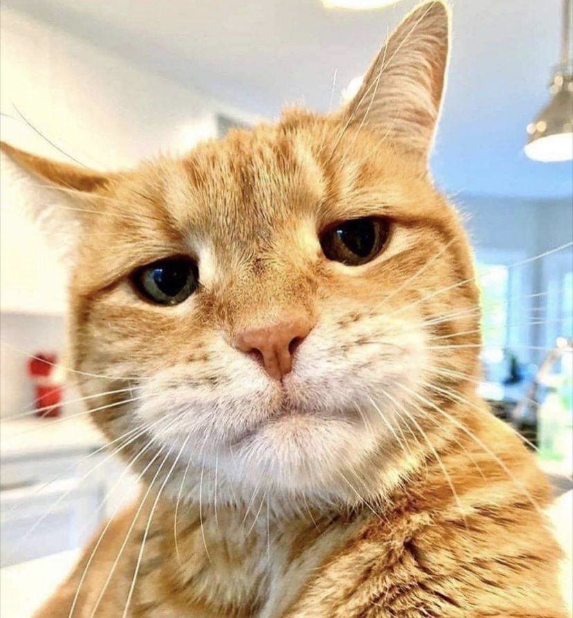 Punch Cat tweet media