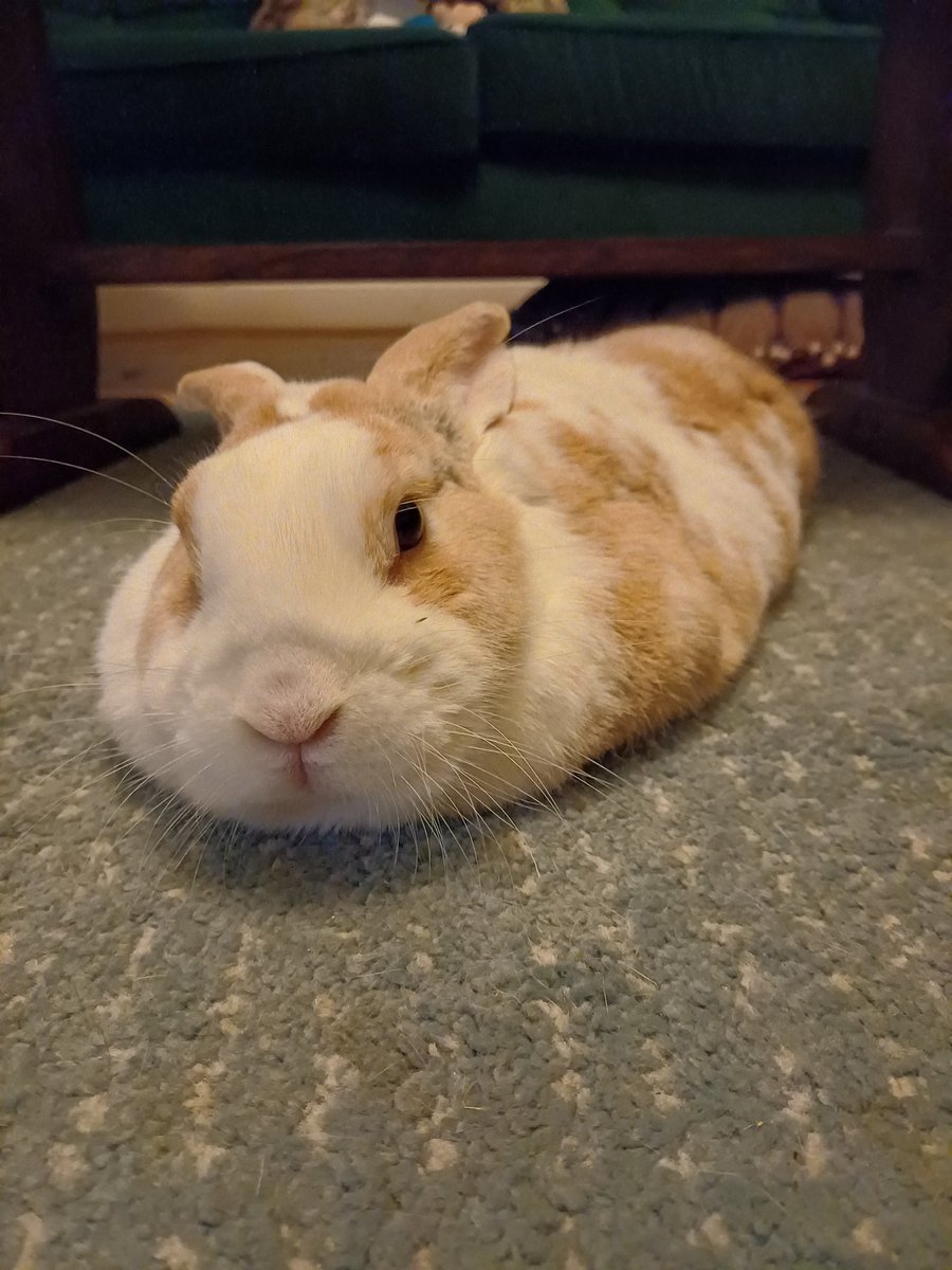 handsomeericbun's tweet photo. ALERT ALERT PAW THIEF!!!!!! Mummy says I look like a tornado
#bunob #houserabbit #adoptdontshop https://t.co/xXHn2kK9HG