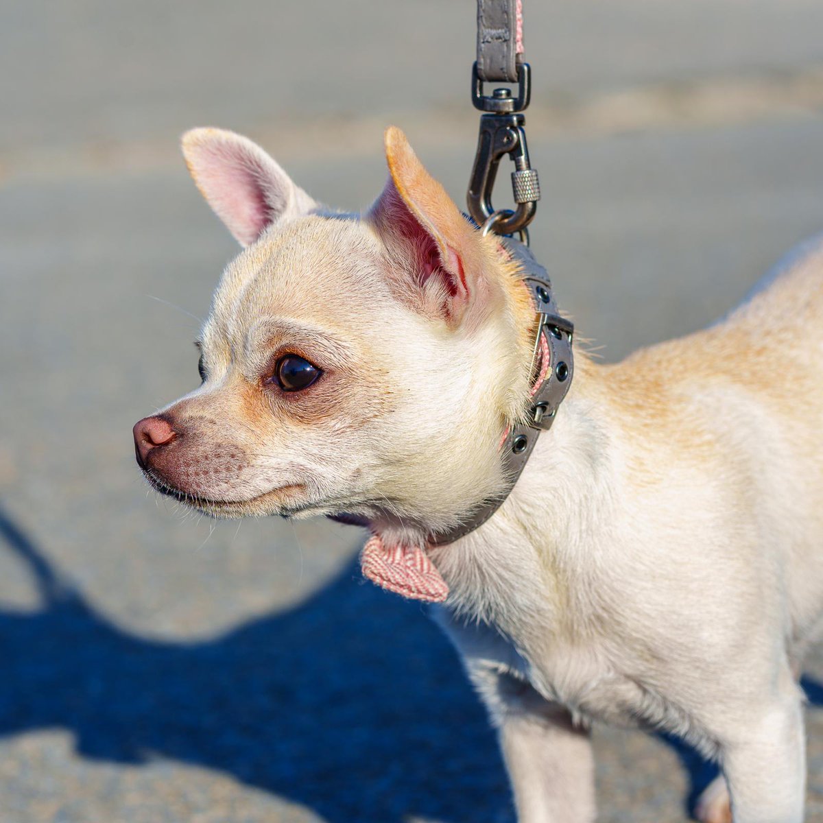 Thank you to the kind photographer in Westward Ho!, who sent us the picture he took of Lola, out and about with Izzy.